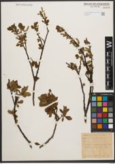 Foto von Salix waldsteiniana Willd.